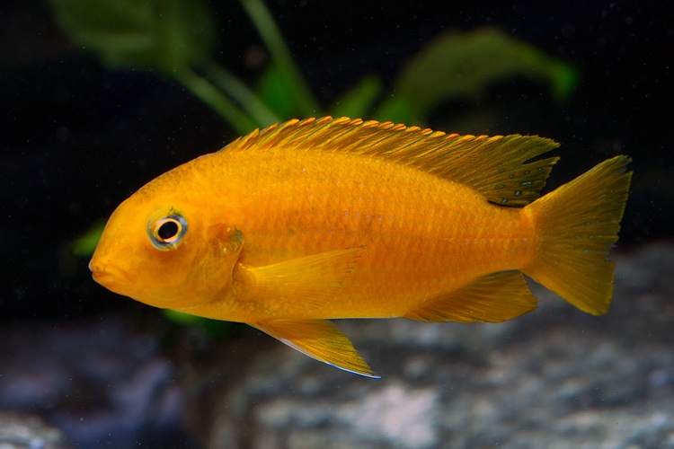 Tropheops sp. 'chilumba'